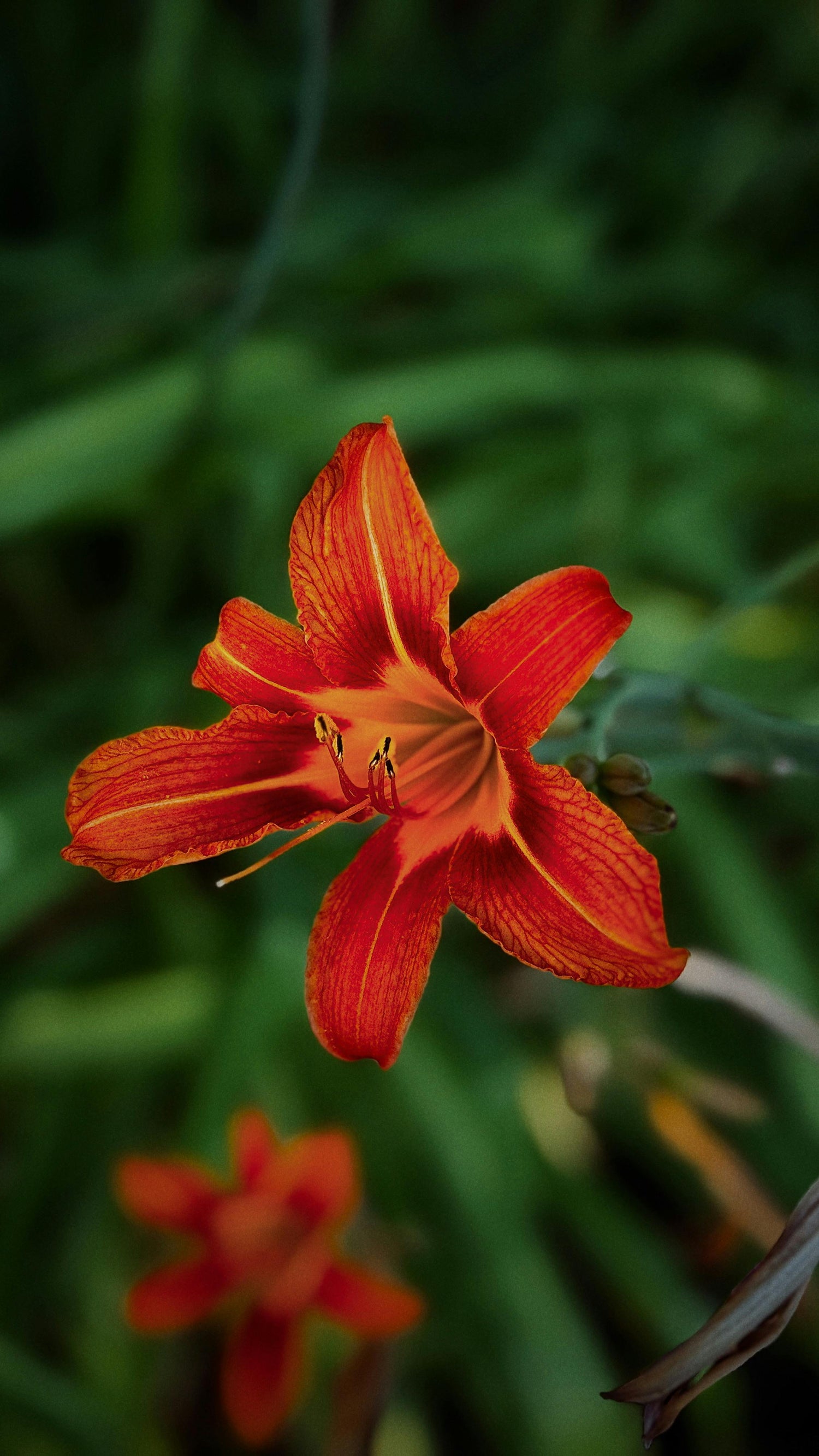 Hage & utendørs🏡